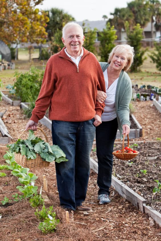 Senior couple with vegetables harvested from garden