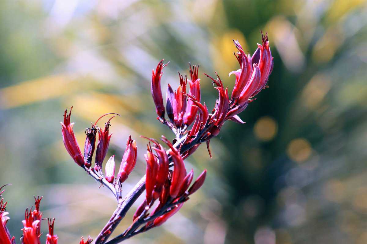 NZ flax